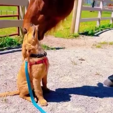 Horse & Dogs a Perfect Combo. 😍