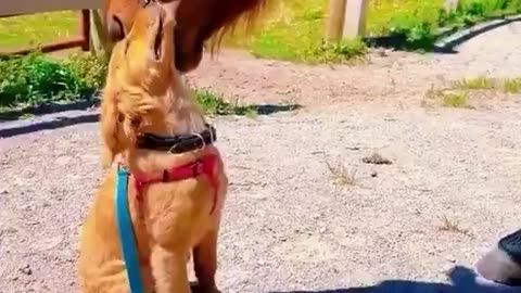Horse & Dogs a Perfect Combo. 😍