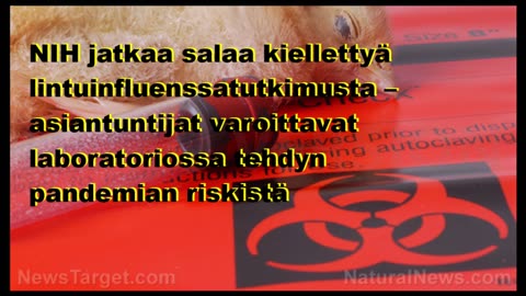 NIH jatkaa salaa kiellettyä lintuinfluenssatutkimusta