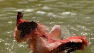 flamingos