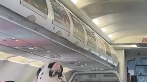 Big dog on bus