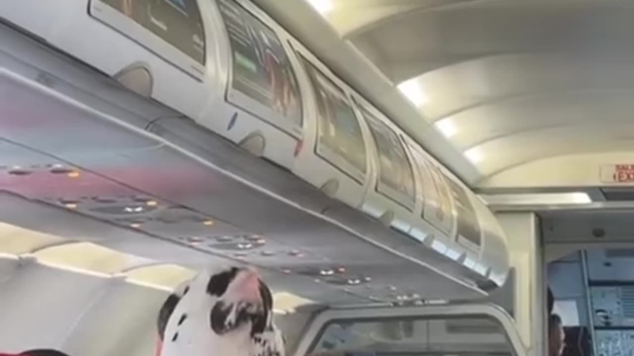 Big dog on bus