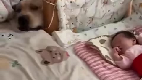 Dog Pet Owners Meet NewBorn Babies For First Time