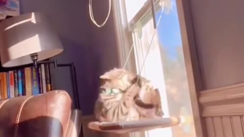 Hilarious Cat Fall! 😂 The Funniest Kitty Moment You'll Watch Today!