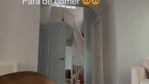 Dog Passes Loyalty Test