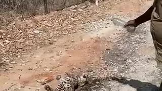 Shocking: Leopard’s Leap! Don’t mess with the wildlife! #injured #cub #urban