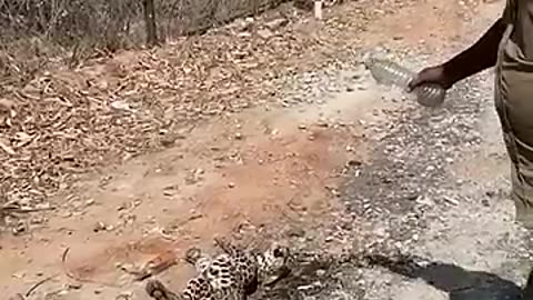 Shocking: Leopard’s Leap! Don’t mess with the wildlife! #injured #cub #urban