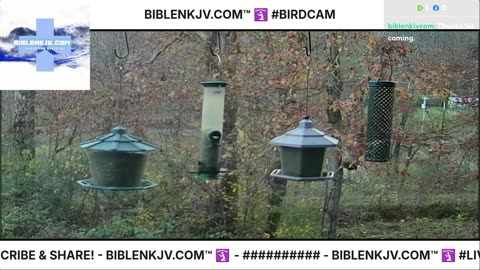 BIBLENKJV.COM™ 🛐 11/08/2025 #LIVE #BIRDCAM #WEATHER