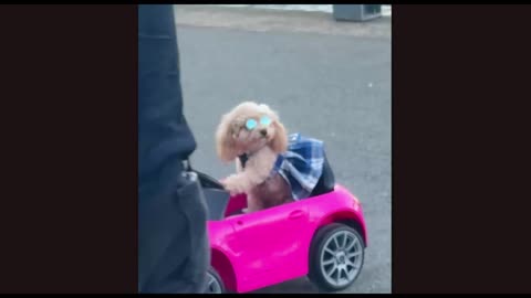 Kittens Discovering the World for the First Time — Adorable Moments 😻✨