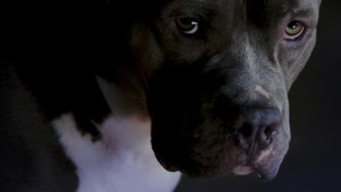 Curso Detentores De Cães Perigosos Ou Potencialmente Perigosos
