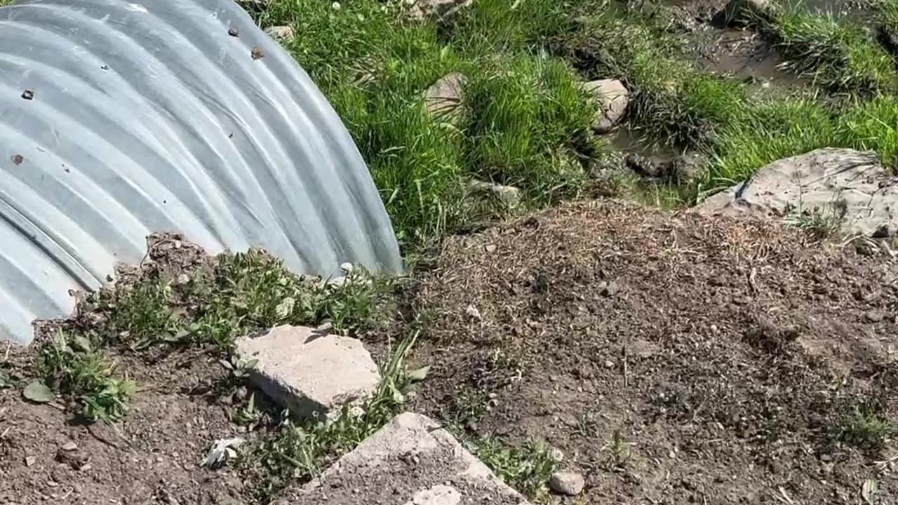 Cute Calf found in a Culvert!