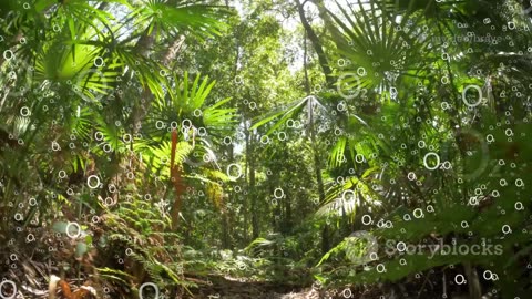 You Won’t Believe How Plants “Eat” Sunlight! 🌞🔋 Photosynthesis Secrets Revealed