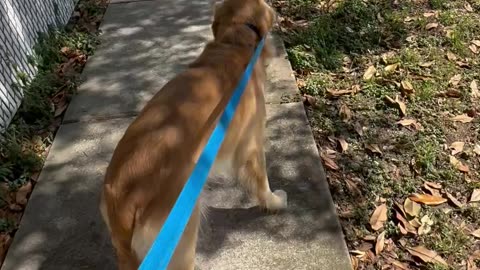 He Took the Leash Like He Pays Rent