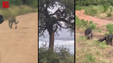 Breathtaking African Wildlife in 4K | Safari Animals Up Close & Untamed Nature