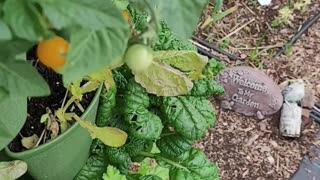 Tasting a Jochalos Micro Tomato right off the plant.