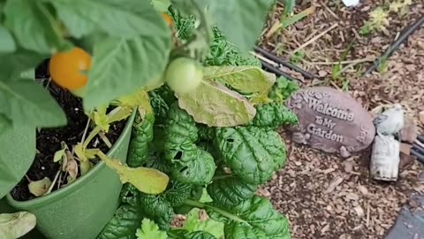 Tasting a Jochalos Micro Tomato right off the plant.