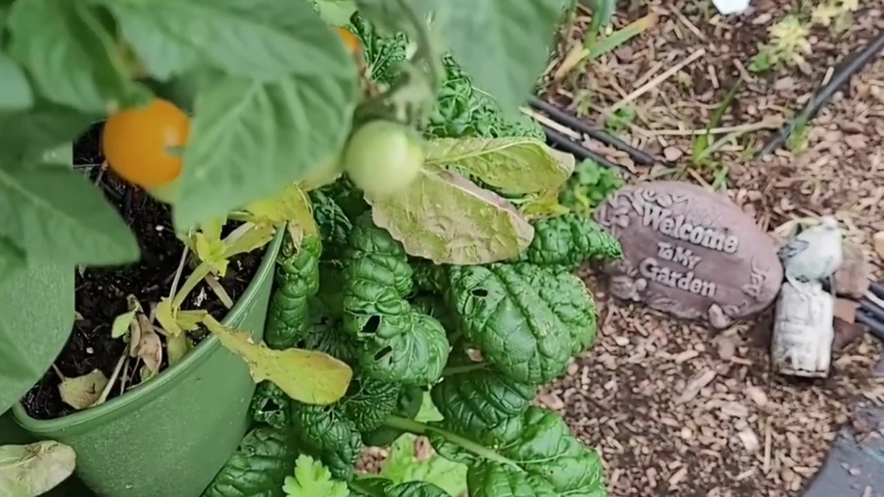 Tasting a Jochalos Micro Tomato right off the plant.