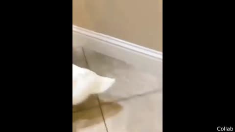 Fun