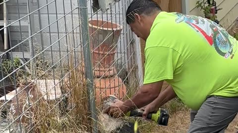 Rescuing a Dog Stuck in Metal Fencing