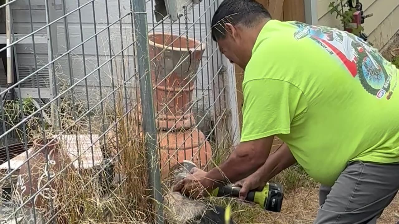 Rescuing a Dog Stuck in Metal Fencing