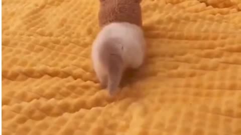 FANNY CUIT CAT