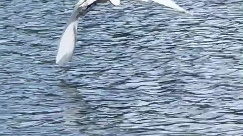 Sananda silent meditations are your key to Ascension, without it you will make no spiritual progress at all