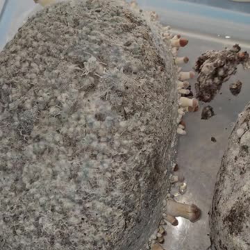 5lb hillbilly pumpkin mushroom cake