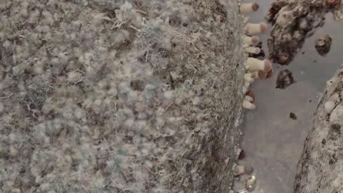 5lb hillbilly pumpkin mushroom cake