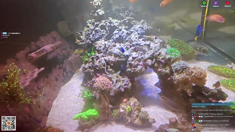 24/7 Real Live Reef Stream