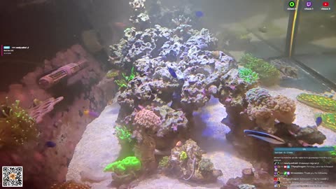 24/7 Real Live Reef Stream
