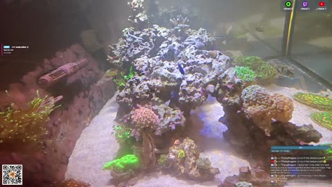 24/7 Real Live Reef Stream
