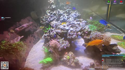 24/7 Real Live Reef Stream
