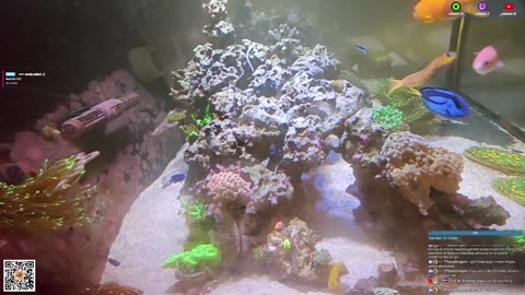 24/7 Real Live Reef Stream