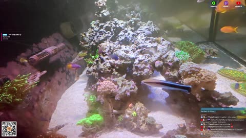 24/7 Real Live Reef Stream