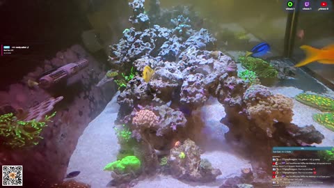 24/7 Real Live Reef Stream