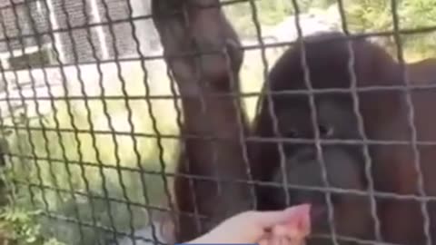 Russian boxer faces backlash after sharing her vape with an orangutan