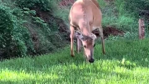 mama deer and her baby