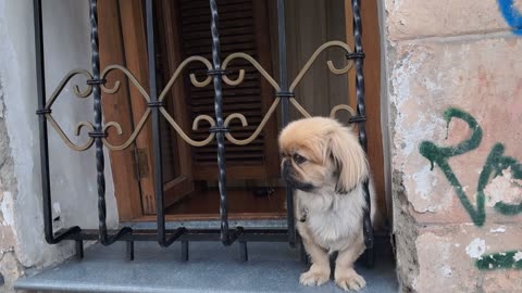 Neighborhood Watchdog: Starring One Very Concerned Floof