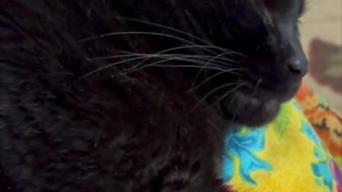 Cute Precious Piper Has a Sleepy Time Moment - Adopting a Cat from a Shelter Vlog #short