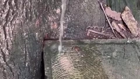 C'est toute cette eau primaire - Racines ancestrales, souches d'arbres géants pétrifiés