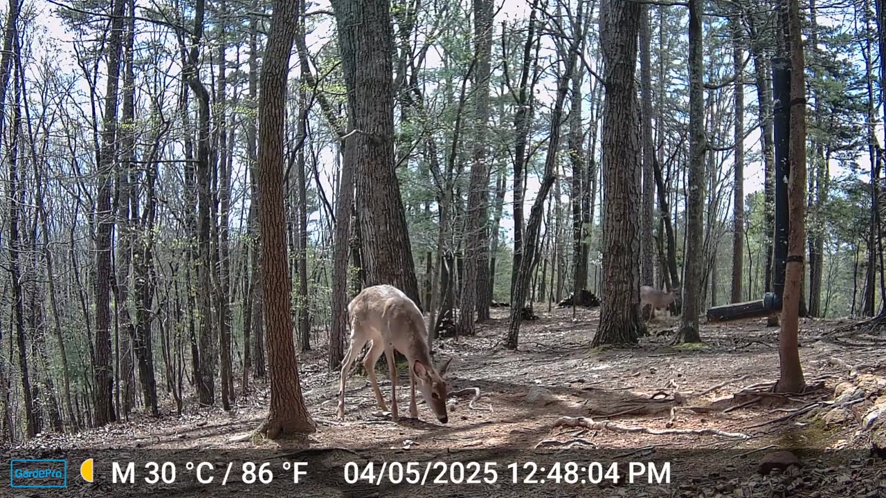 The Woods – 04/06/2025