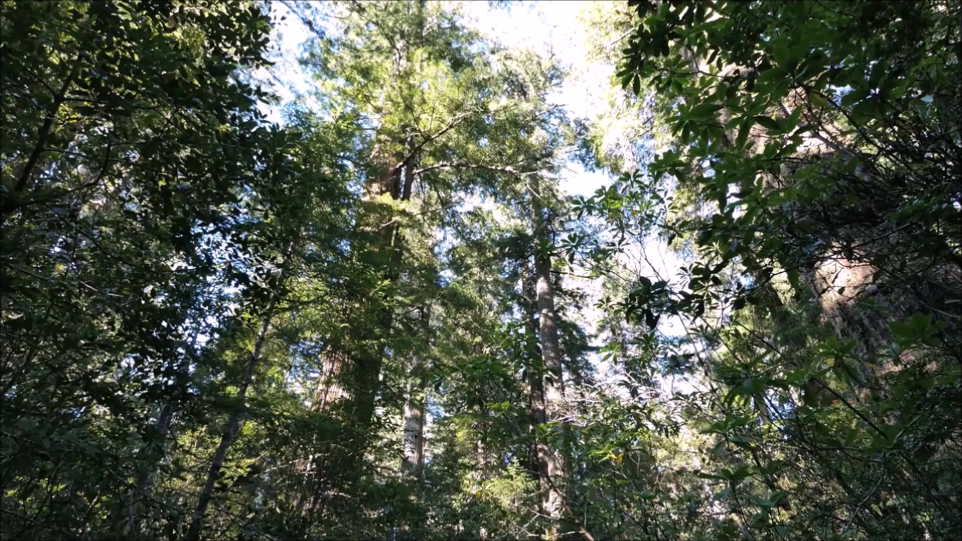 Moments With You Dawn Redwood Tree Jan 2021 Part 2 of 2