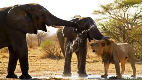 "Lion Playing with Two Elephants 🦁🐘 | Unexpected Animal Friendship!"