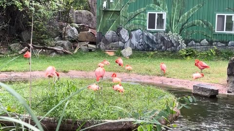 Flamingo Sleeping