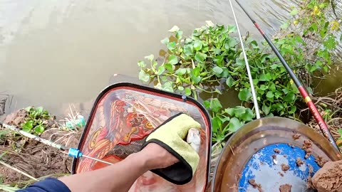 Eel Fly Fishing in River Mud Flats