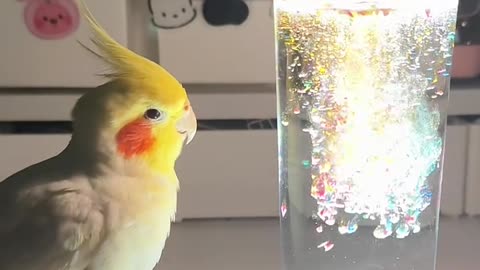 "Tiny Bird, Big Reactions to Water Tricks!" 🎩💦