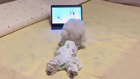 cute little doggy