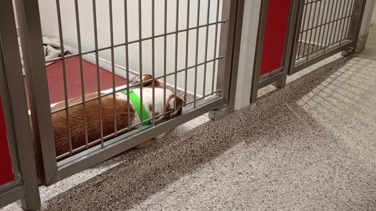 Remington 2y A856792 kennel 110 PACC shelter very receptive 2 others. Hard 4 doggie Coquita too 363