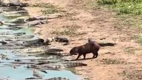 Crocodiles and capybaras often coexist peacefully