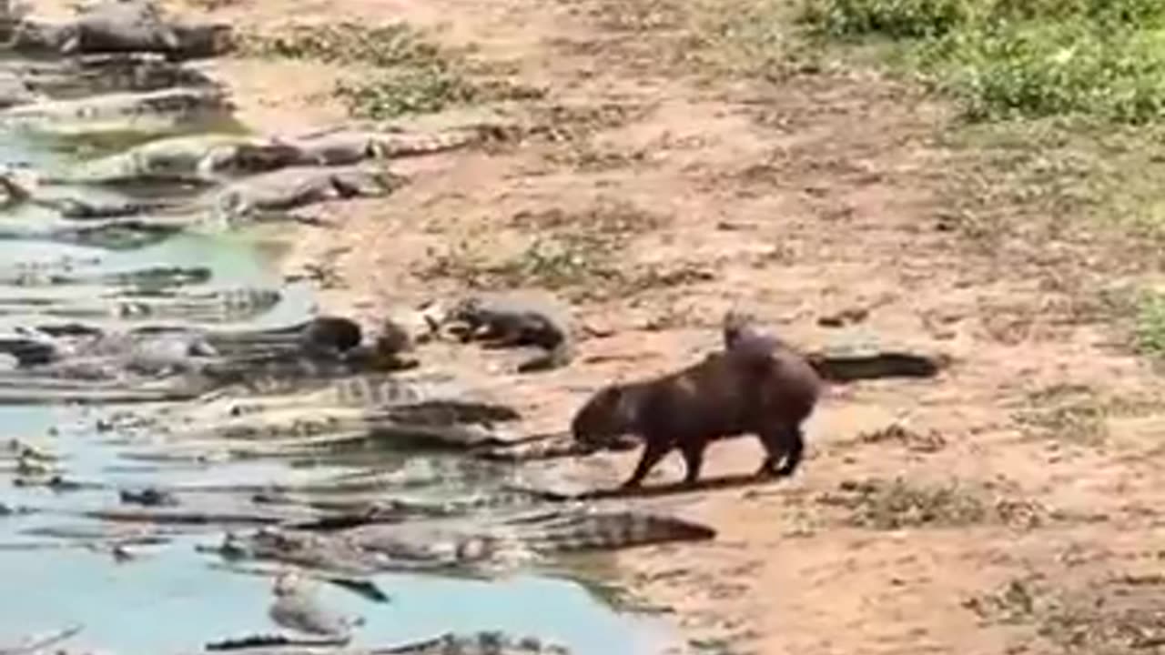 Crocodiles and capybaras often coexist peacefully